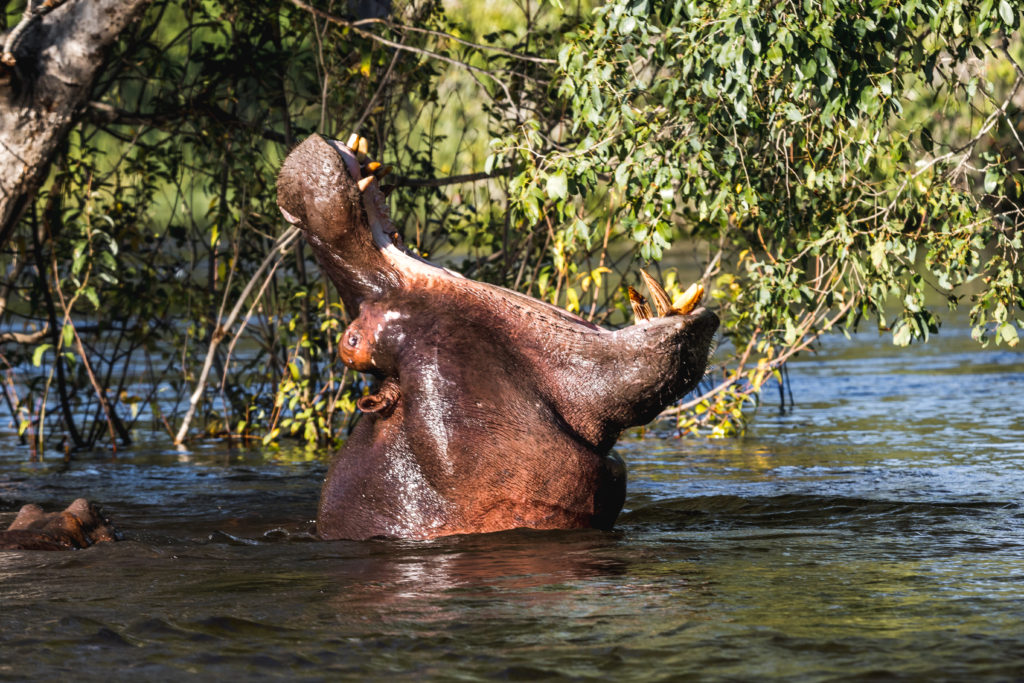 Hippo in Zambia