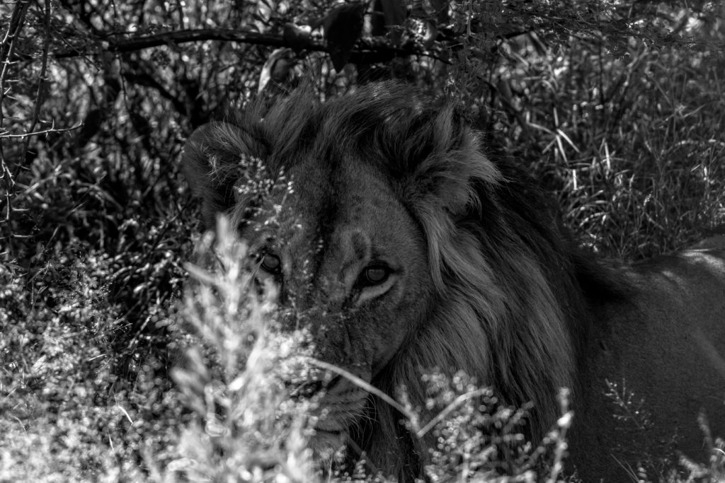 Photograph of a Lion
